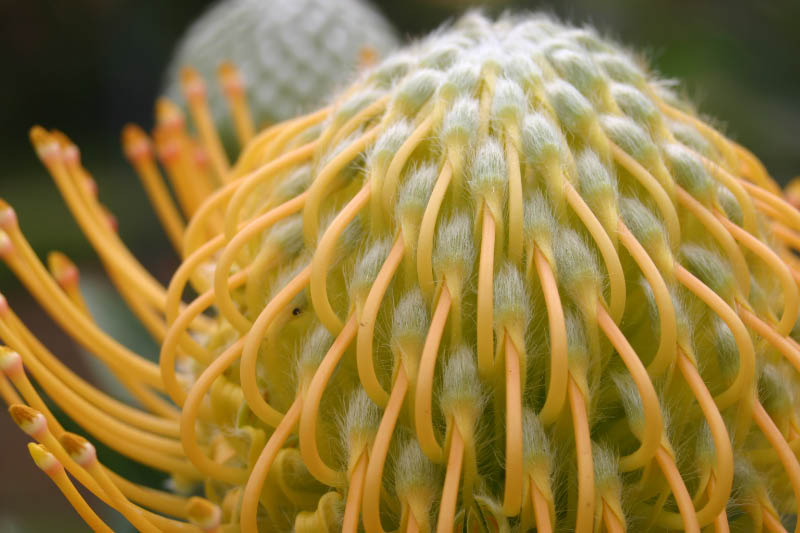 protea flowers are from outer space